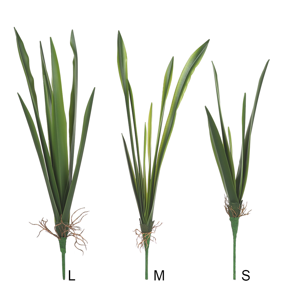 New Party Supplies High Grade  - Dracaena Marginata recensione e prezzo
