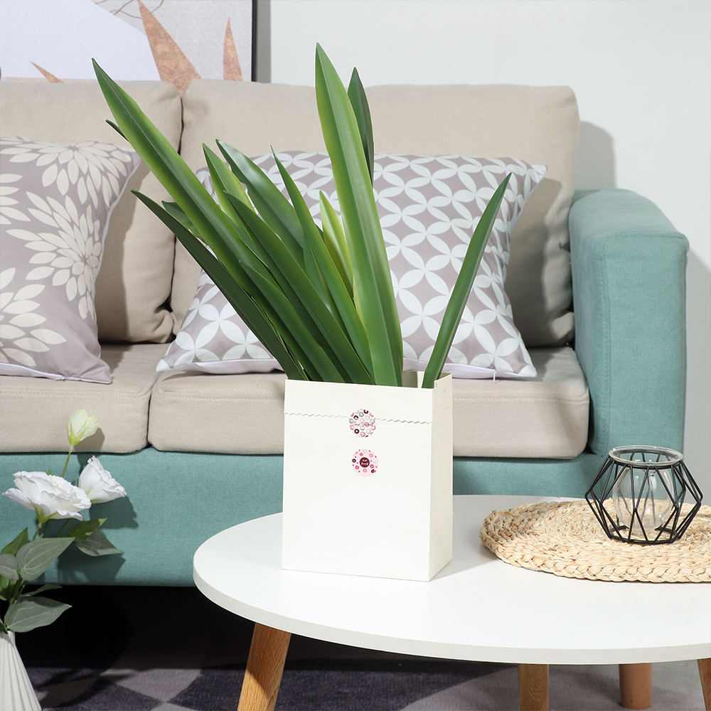 New Party Supplies High Grade  - Dracaena Marginata recensione e prezzo