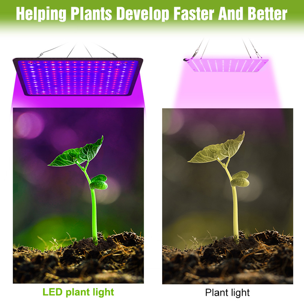400W LED Grow Light Full Spect - Echeveria Succulent recensione e prezzo
