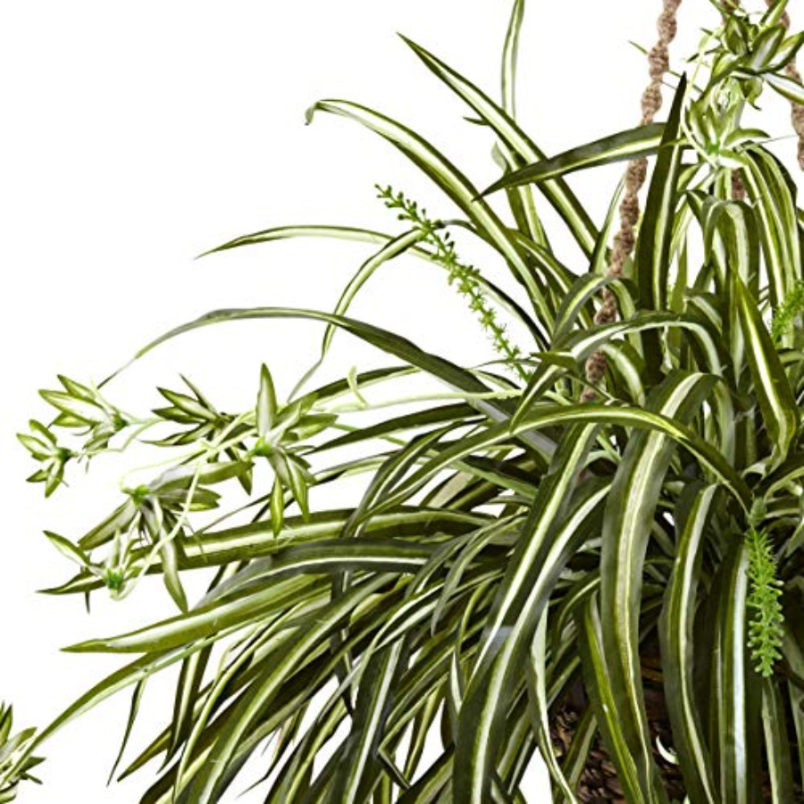 Spider Plant Hanging Basket fo - Spider Plant Hanging recensione e prezzo