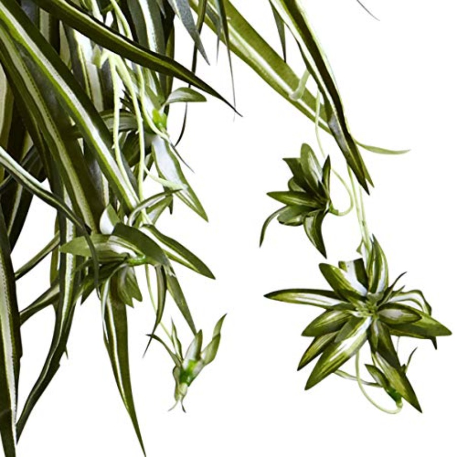 Spider Plant Hanging Basket fo - Spider Plant Hanging recensione e prezzo