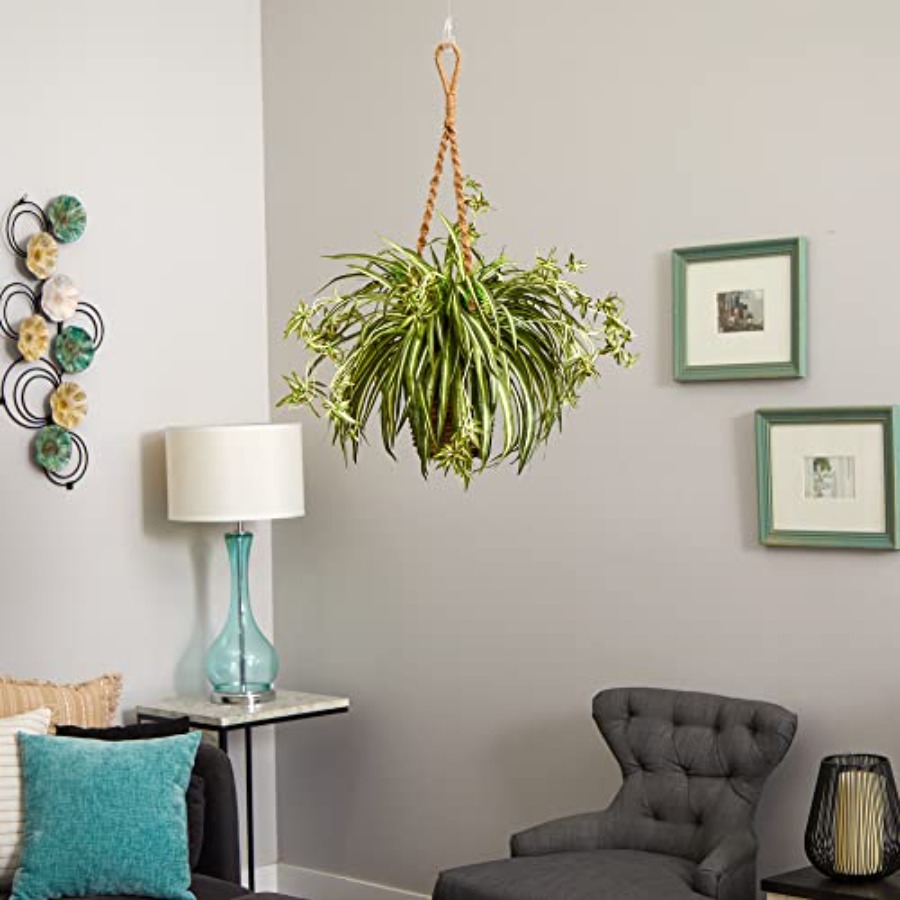 Spider Plant Hanging Basket fo - Spider Plant Hanging recensione e prezzo