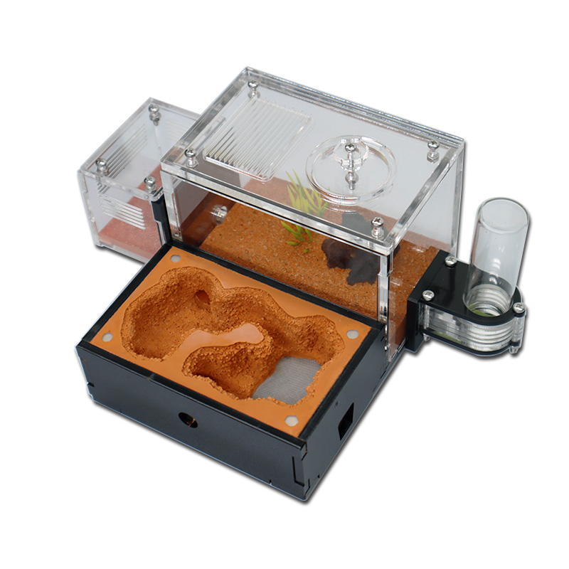 Yellow Soil Ant Farm with Exte - Begonia Rex recensione e prezzo