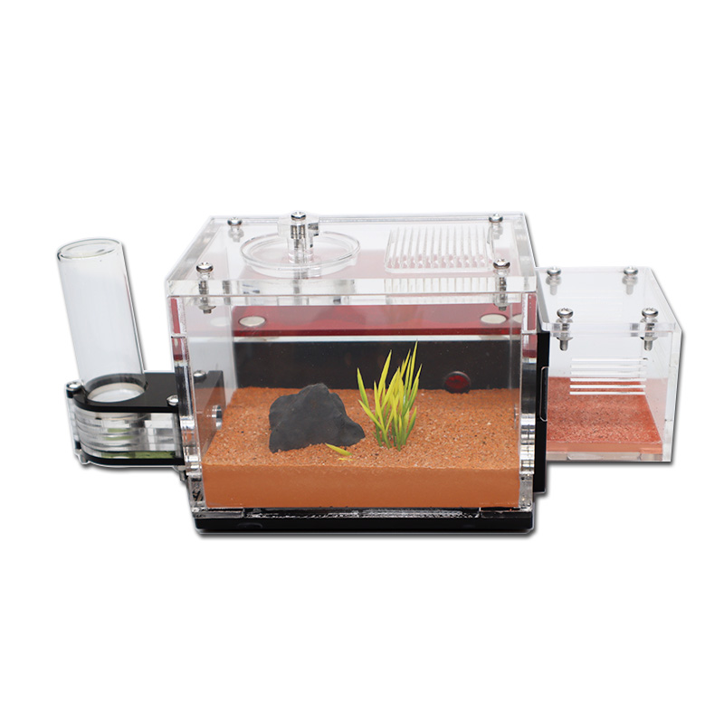 Yellow Soil Ant Farm with Exte - Begonia Rex recensione e prezzo