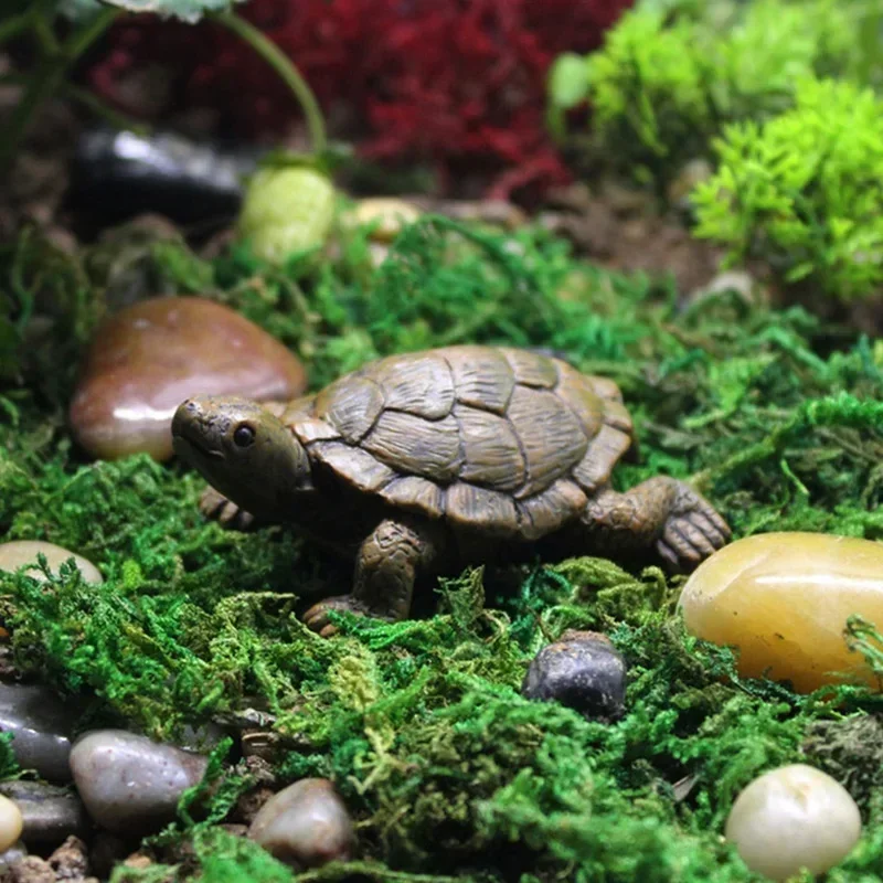 Simulation of Small Turtle Res - Echeveria Succulent recensione e prezzo