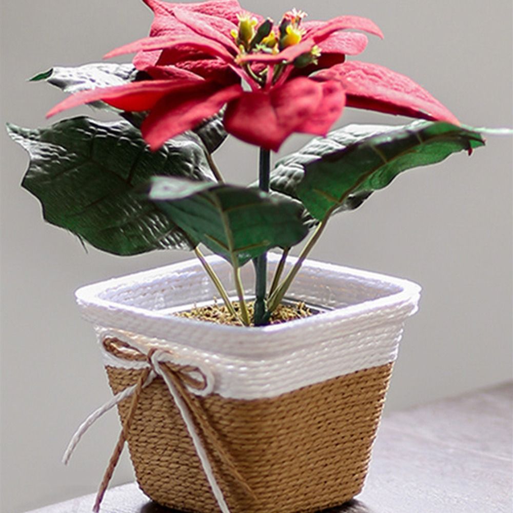 Paper Rope Braided Braided Flo - Aloe Vera Pot recensione e prezzo