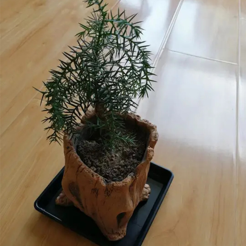 Imitation Wooden Stakes Tree R - Echeveria Succulent recensione e prezzo