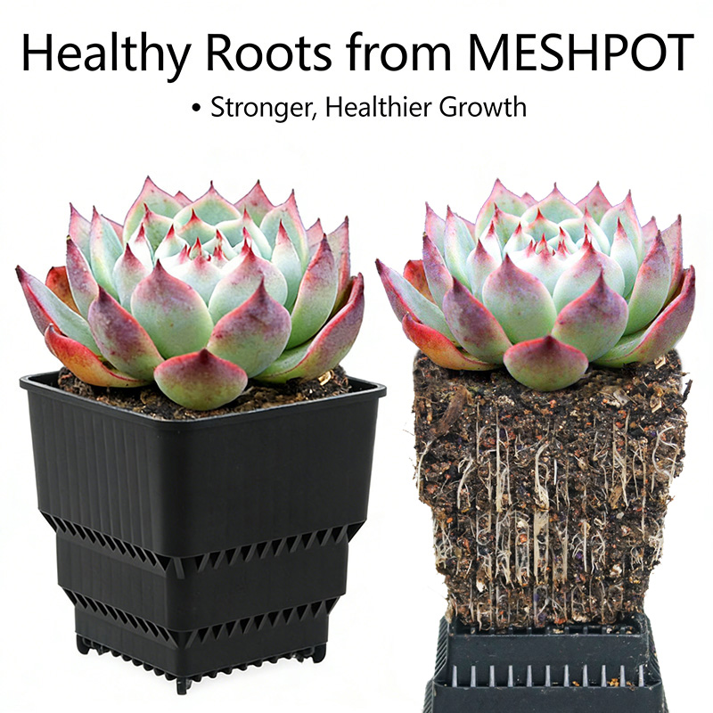 MESHPOT 6-Pack Square Pots for - Echeveria Succulent recensione e prezzo