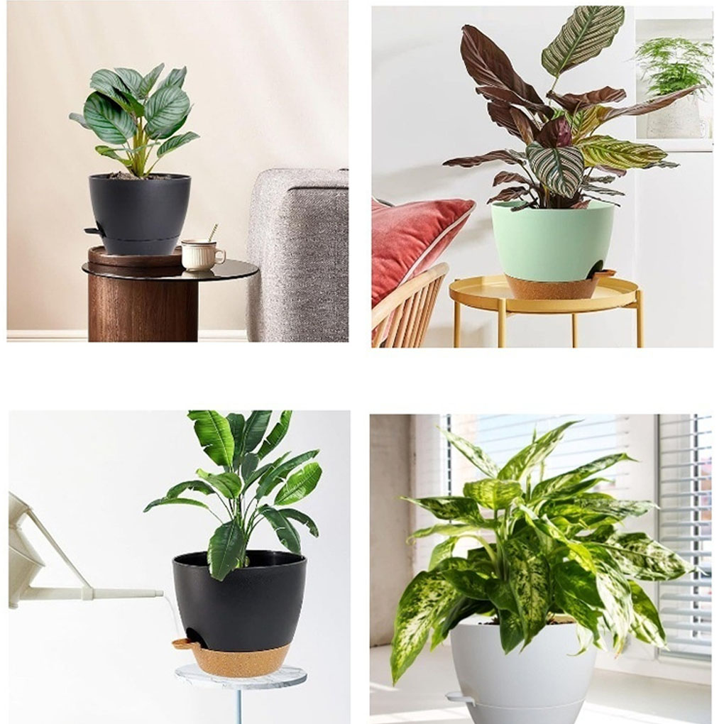 5piece Indoor Flower Pots With - Aloe Vera Pot recensione e prezzo