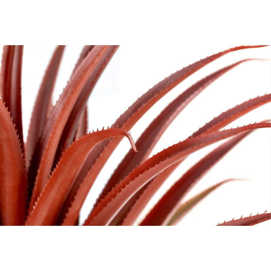 Hyper Realistic Big Red Artifi - Aloe Vera Pot recensione e prezzo