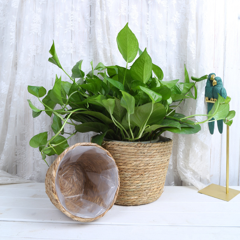 Straw Weaving Flower Plant Pot - Aloe Vera Pot recensione e prezzo