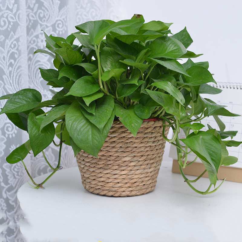 Straw Weaving Flower Plant Pot - Aloe Vera Pot recensione e prezzo