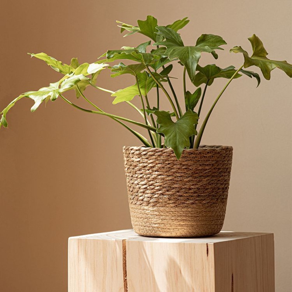 Straw Weaving Flower Plant Pot - Aloe Vera Pot recensione e prezzo