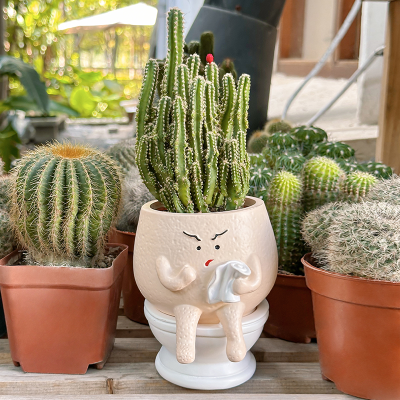 Funny Ghost Toilet Resin Succu - Echeveria Succulent recensione e prezzo