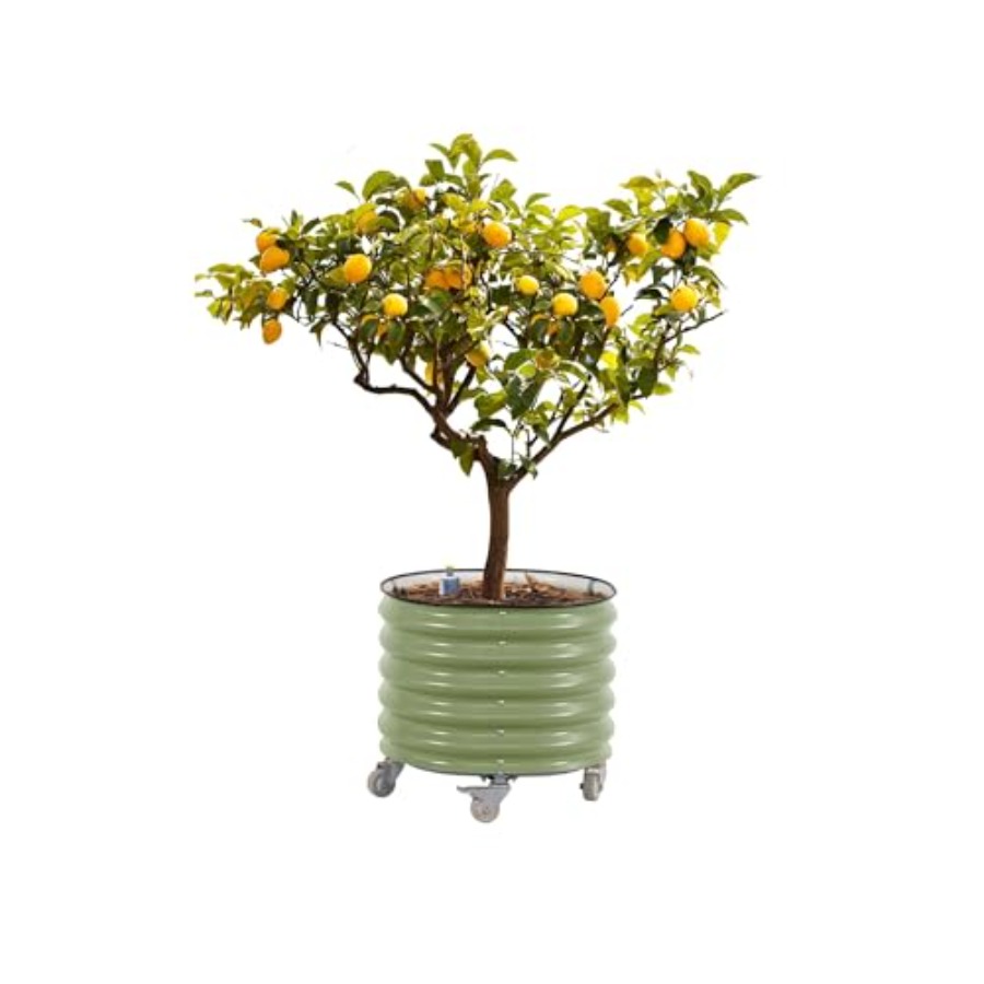 Self-Watering Rolling Metal Ci - Aloe Vera Pot recensione e prezzo